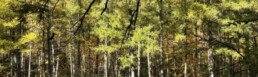 trees surrounding The Eloise at Wirth on the Woods are thousands of trees that were planted decades ago by students from St. Margaret’s Academy